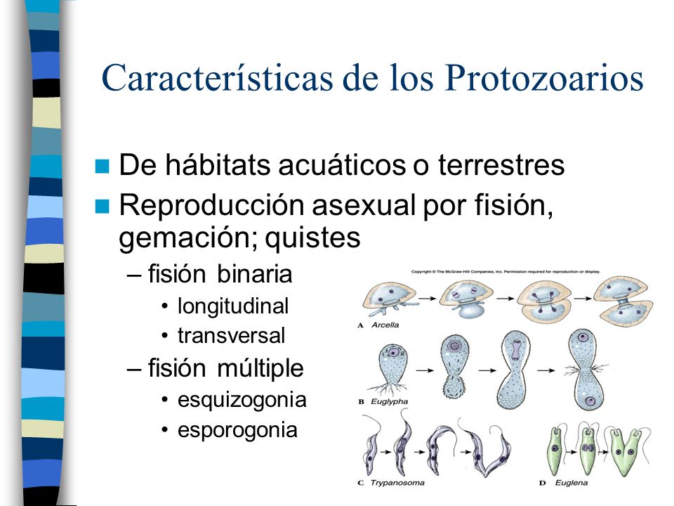 giardia reproduccion asexual giardia reproduccion asexual